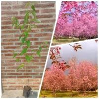 ราคา ต้นพญาเสือโคร่ง นางพญาเสือโคร่ง สูง50-70cm (7814152248)
