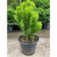 ราคา สนแผง Chinese Arborvitae, Oriental Arborvitae สูงประมาณ 50 - 60 เซ็นติเมตร (40365568497)