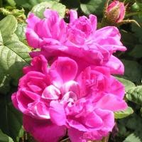 ราคา 20 เมล็ด ดอกกุหลาบ Rose Seeds กุหลาบ สายพันธุ์ Mousseux du Japon ดอกสีม่วง (45858976656)