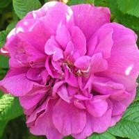 ราคา 20 เมล็ด ดอกกุหลาบ Rugosa Rose Seeds กุหลาบ สายพันธุ์ Hansa ดอกสีม่วง (45658976780)