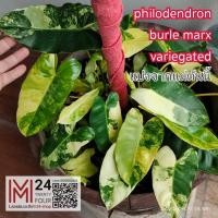 ราคา (ได้ต้นในรูป) Philodendron burle marx variegeted ฟิโลด่าง ฟิโลเดนดรอน เบอร์เบิ้ลมาร์คด่าง ฟิโลเดนดรอน เบอร์ลี่มาร์ค ฟิโล (20181799386)