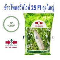 ราคา เมล็ดข้าวโพด ศรแดง สวีทไวท์ 25 F1 จำนวน 5,000 เมล็ด (800 กรัม) ข้าวโพดข้าวเหนียวหวานลูกผสม (21118399054)