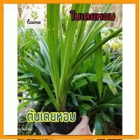 ราคา ต้นใบเตยหอม ใบเตยหอม ใบเตย ต้นเตย ออกรากแล้วพร้อมปลูก (11999140807)