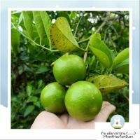 ราคา มะนาว แป้นพิจิตร ผิวสวยผสม ปลอดสารพิษ คละไซส์ เก็บสดจากสวน (25978768648)