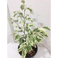 ราคา ไทรด่าง ไทรใบด่าง ไทรย้อยด่างใบแหลม กระถาง 5.5 นิ้ว (6097277937)