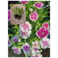 ราคา ต้นกล้าดอกผีเสื้อไอดีล คละสี (Ideal Dianthus)​ ชุด 10 ต้น (29673499329)