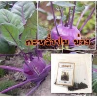 ราคา เมล็ดพันธุ์ กะหล่ำปมม่วง 150 เมล็ด Purple Kohlrabi กะหล่ำปม กะหล่ำ (7628347246)