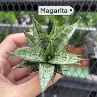 ราคา ต้นลิ้นมังกร Sansevieria Magarita (41022943557)