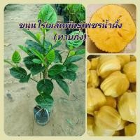 ราคา ขนุนไร้เมล็ดพันธุ์เพชรน้ำผึ้งทาบกิ่ง(ทาบกิ่ง) ขนุนไร้เมล็ดไร้ยาง ลูกใหญ่ รสชาติหวานกรอบ ต้นสูง 50-70 ซม. (16374546125)