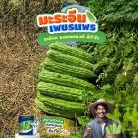 ราคา เมล็ดมะระจีน เพชรแพร ขนาด100กรัม ตราเจียไต๋ เมล็ดพันธุ์มะระจีน เมล็ดมะระจีนเพชรแพร เจียไต๋ (6858885126)