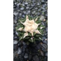 ราคา Ariocarpus hintonii × Godzilla / อริโอคาปัส ฮินโตนิไอ x ก็อตซิลล่า ไม้เมล็ด (52603822805)