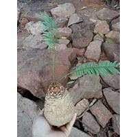 ราคา ปรงป่า ต้นปรงป่า หัวปรงขนาด10ซ.ม (8783274628)