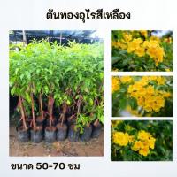 ราคา ต้นทองอุไร ทองอุไร สีเหลือง (43125344877)