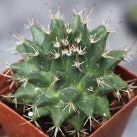 ราคา แมมหนามทุเรียน-แคคตัสราคาเบาๆ☀️หน้าไม้เขียวเงาสวยมากๆ#Mammillaria Magnimamma ☀️ (11732153058)