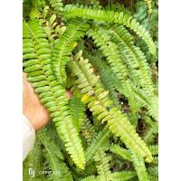 ราคา เฟิร์นใบมะขาม ไม้ประดับสวน (19748158028)