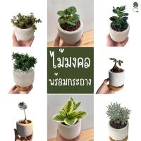 ราคา ไม้มงคลตั้งโต๊ะทำงาน ไม้ฟอกอากาศ ไม้ประดับ กระถางอิฐมวลเบา+จานรองไม้ กวักมรกต ว่านไก่ทอง รวยไม่เลิก ริ้บบิ้นชาลี (14217142896)
