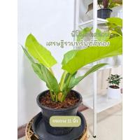 ราคา เศรษฐีรวยทรัพย์สีทอง-ฟิโลเดนดรอน ไม้มงคล เลี้ยงแสงแดดรำไรหรือในบ้าน กระถาง11นิ้ว (19886209972)