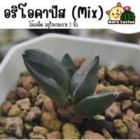 ราคา [จัดส่งถอดกระถาง ล้างราก] อริโอคาปัสมิกซ์ ไม้เมล็ด ในกระถาง 2 นิ้ว Ariocarpus แคคตัส กระบองเพชร cactus ไม้อวบน้ำ (21593930859)