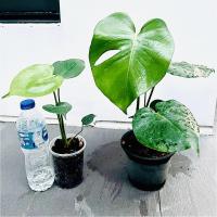 ราคา มอนสเตอร่า monstera ไม้ฟอกอากาศ ราคาพิเศษ (14226231171)