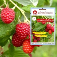 ราคา เมล็ดพันธุ์ราสพ์เบอรี่แดง – Red Raspberry (เมล็ดพันธุ์นำเข้าจากต่างประเทศคุณภาพดี) (3240708066)