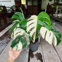 ราคา ต้นมอนสเตอร่า อัลโบ้ Monstera Borsigiana Albo (เลือกต้นได้) ไม้ด่าง ไม้ประดับ ไม้ฟอกอากาศ มอนสเตอร่าอัลโบ (18141908635)