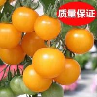 ราคา [ปลูกง่ายผลไม้เวอร์จินสีเหลือง] ผิวหวานบางสีเหลืองเชอร์รี่มะเขือเทศมะเขือเทศเวอร์จินที่ไม่ใช่บอลที่สวยงาม26560420AL8280 (56259143976)
