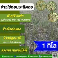 ราคา เมล็ดพันธุ์​ข้าว ทดลองปลูก ข้าวไร่ ข้าวดอย หอมมะลิดอย นุ่ม หอม รวงดก ทนแล้ง น้ำน้อยปลูกได้ 1 กก. คูลเกษตร ไรซ์ KR159 (28785329038)