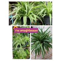 ราคา ว่านเศรษฐีเรือนนอก ว่านเสริมสิริมงคล(ส่งแบบไม้แขวนกระถาง8นิ้ว) (17184889219)