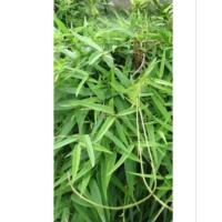 ราคา สมุนไพรกระพังโหม/ตดหมูตดหมา ออแกนิคอบแห้งบรรจุ500/1,000กรัม (45654040066)