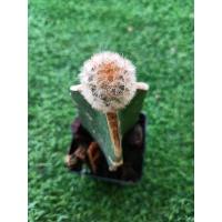 ราคา คามิเน่สีโอวัลติน ไม้กราฟ (20101362216)