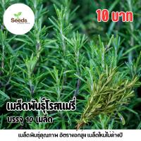 ราคา เมล็ดพันธุ์โรสแมรี่ (Rosemary) บรรจุ 10 เมล็ด (52803762712)