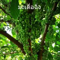 ราคา ต้นมะเดื่อฉิ่ง ลูกฉิ้ง หรือ มะเดื่อฉิ่ง ลูกฉิ่ง มะเดื่อชุมพร กินผล ลำต้นสูง 50-60 ซม (10918624371)