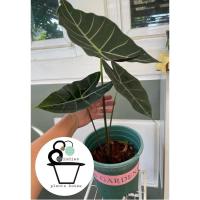 ราคา บอนดำสตูล Alocasia black satun (28718834575)