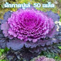 ราคา เมล็ดพันธุ์ผักกาดปูเล่ 50 เมล็ด (52558152782)