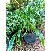 ราคา ต้นเศรษฐีเรือนนอก (spider plant) ไม้ประดับ ไม้มงคล ส่งเสริมโชคลาภ ว่านป่องกันภัย ว่านเสริมศิริมงคล ส่งในกระถาง6นิ้ว (24103321567)