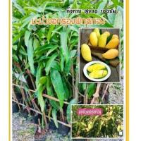 ราคา มะม่วงอกร่องพิกุลทอง พันธุ์แท้100% กิ่งทาบสูง80-100ซม. กิ่งสาวออกผลเร็ว (19029250190)