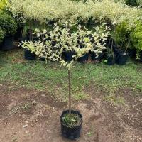 ราคา ต้นหูกระจง หูกระจงด่าง แผ่บารมีด่าง เสียบยอด Terminalia fatraea ไม้ประดับ สร้างร่มเงา(รับประกันสินค้า) (40561439103)