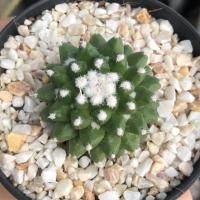 ราคา แมมอิรุซามุ แมมลิลาเรีย แคคตัส กระบองเพชร (Mammillaria Bucareliensis Erusamu) (8112034434)