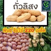 ราคา เมล็ดพันธุ์ 220 เมล็ด ถั่วลิสง พันธุ์จัมโบ้ เมล็ดพันธุ์ ถั่วลิสง (3950888651)