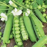 ราคา (ซื้อ1แถม4)ถั่วลันเตาหวาน ลันเตาไพรเขียว เมล็ดพันธุ์ออร์แกนิค เมล็ดพันธุ์หายาก (45206795158)