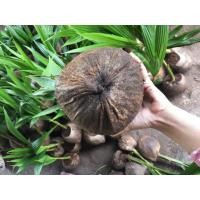 ราคา มะพร้าวน้ำหอมก้นจีบสายพันธุ์บ้านแพ้ว100% (2ปีครึ่ง3ปีตกลูก) ลูกดก น้ำหอมหวาน (40675202037)