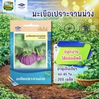 ราคา มะเขือเปราะจานม่วงCT-OP-114 ผักซองเจียไต๋ เมล็ดพันธุ์ผัก มะเขือ มะเขือม่วง เมล็ดผัก ผักสวนครัว (18884471684)
