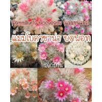 ราคา Mammillaria bocasana (แมมขนแมว) แมมโบคาซาน่า ยกพอท (6911839840)
