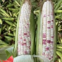 ราคา ข้าวโพด ทูโทน เมล็ดพันธุ์（10เมล็ด/ซอง）เมล็ดพันธุ์ข้าวโพด Sweet Glutinous Bi-Color Corn Seeds Vegetables Seeds (48752101452)