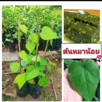 ราคา ต้นหมาน้อย เป็นสมุนไพรยาเย็น นำใบมาคั้นเป็นวุ้น ต้นกล้าเเข็งเเรงพร้อมปลูก สินค้าเสียหายยินดีเคลมฟรี (14199720983)