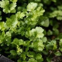 ราคา 1100 เมล็ด ผักชี ผักชีลา ผักหอมป้อม ผักหอมน้อย ผักหอม Non-GMO Cilantro Coriander สายพันธุ์ พูนผล (42723805975)