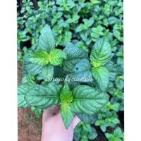 ราคา ต้นเนียมหอม เนียมหอม สมุนไพรยาโบราณ ใบมีกลิ่นหอม อ้มเนียม (6241835792)