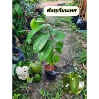 ราคา ต้นทุเรียนเทศ ทุเรียนเทศ (41778518688)