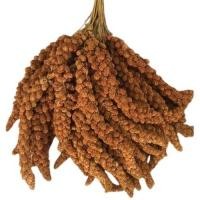 ราคา Red Millet Spray, Yellow Millet Spray อาหารนกช่อ มิลเล็ตสเปรย์แดงและเหลือง 500กรัม/1กก. (29236031856)