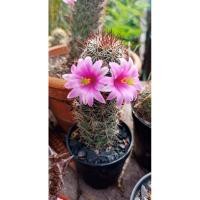 ราคา แมมหนามตะขอ ( Mammillaria Beneckei ) ส่งพร้อมกระถาง แคสตัสกระบองเพชร (9256449672)